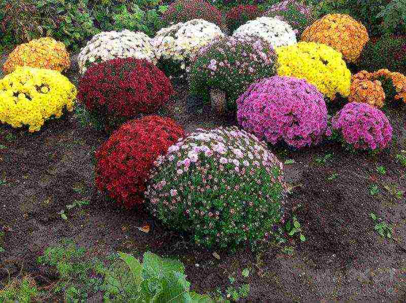 Хризантемы шаровидные — «китайские  фонарики»: посадка, выращивание и уход