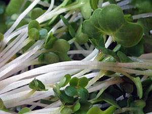 Кресс-салат – полезные свойства и выращивание растения