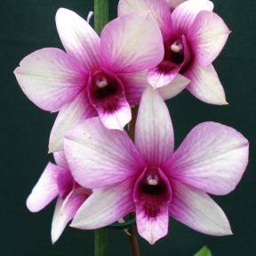 Что нужно знать про цветение орхидеи дендробиум