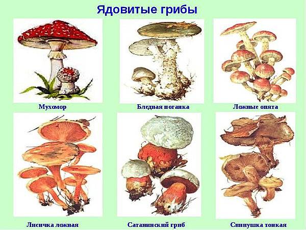 Какие грибы можно есть без вреда для здоровья? список съедобных грибов