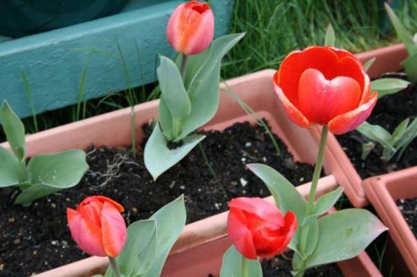 Выгонка тюльпанов к 8 марта – выбор сортов, посадка луковиц и правила выгонки