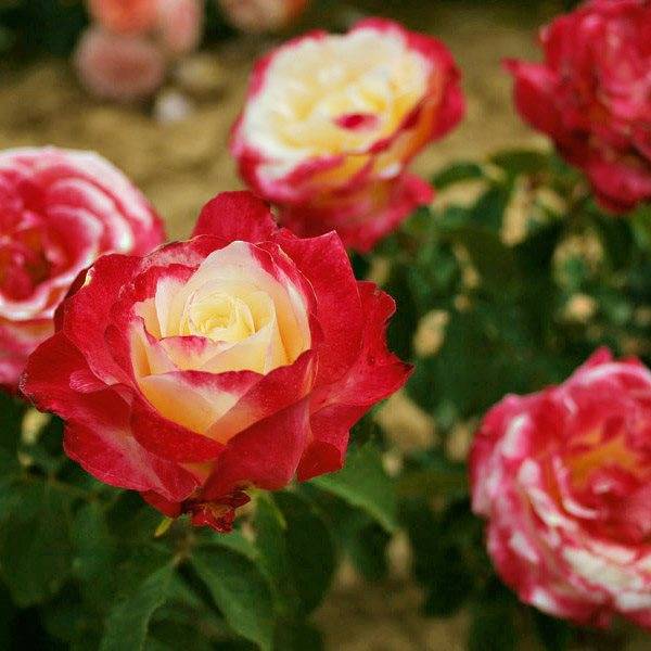 Роза двойное удовольствие фото и описание. роза дабл делайт — двойное удовольствие!