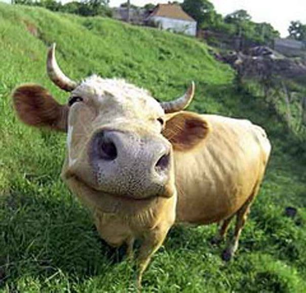 Выбираем породу коров для личного подсобного хозяйства