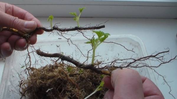 Как вырастить маточный корень малины, заготовка и укоренение