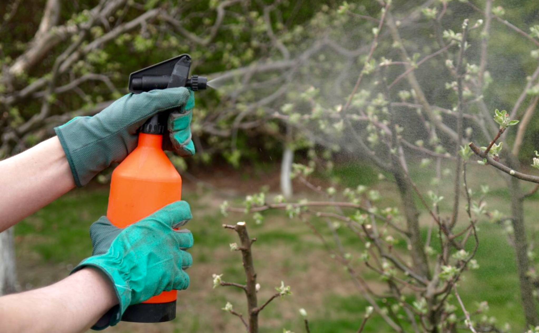 Инсектициды для сада: опасность у нас дома?