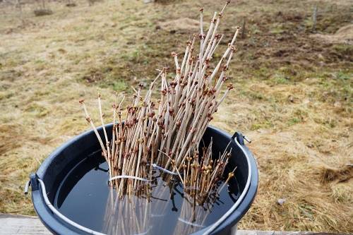 Размножение хвойных черенками зимой – самый легкий способ получения саженцев
