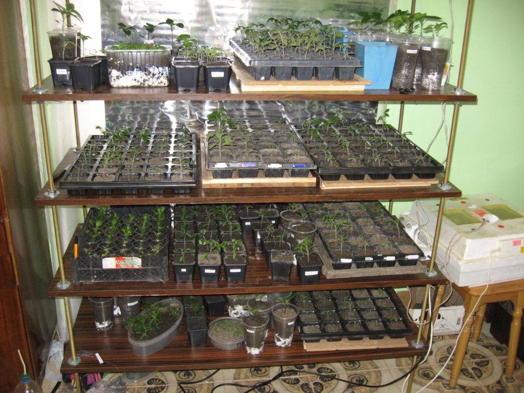 Виды и особенности стеллажей для выращивания рассады