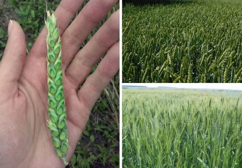 Выращивание пшеницы: особенности посадки и ухода
