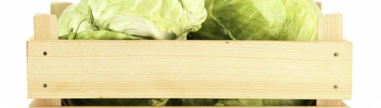 Как сохранить белокочанную капусту свежей до весны