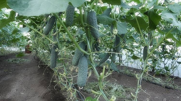 Премудрости выращивания огурцов в теплице: от посадки рассады до сбора урожая