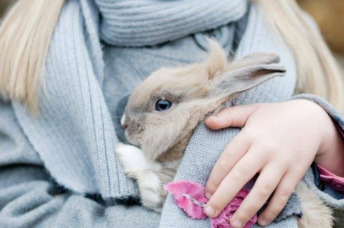 Всё, что нужно знать о продолжительности жизни кроликов