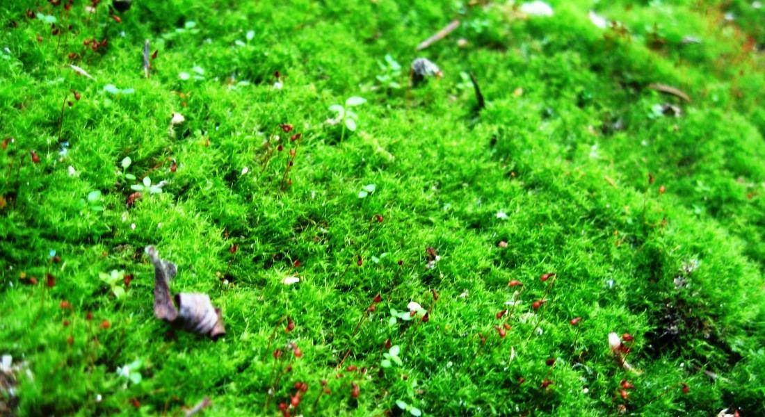 Почему желтеет газон и как избавиться от муравьев на нем?