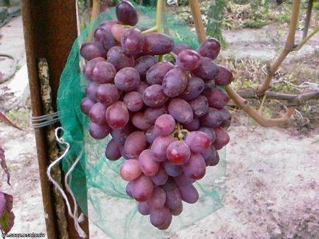 Виноград ризамат: описание, фото и отзывы