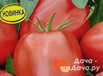 9 советов, которые помогут вырастить небывалый урожай томатов