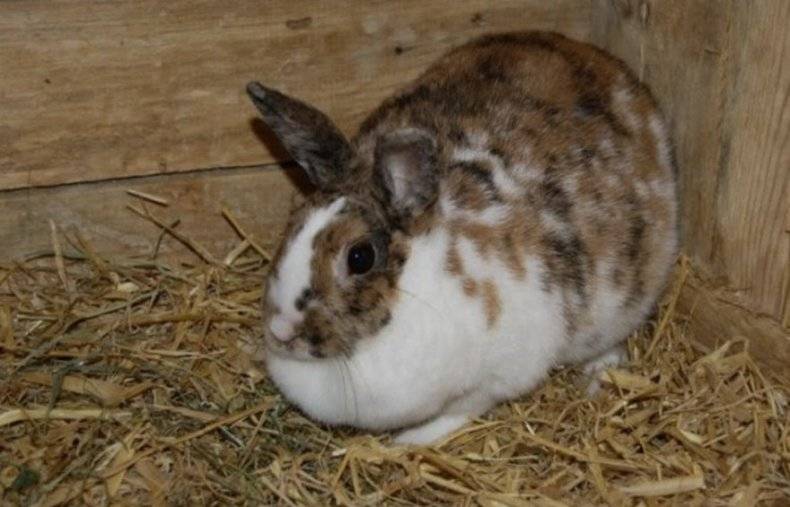 Лечение кокцидиоза у кроликов
