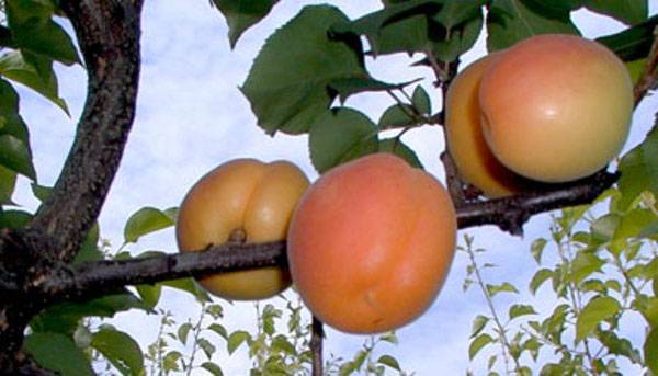Выращиваем абрикосы из косточки
