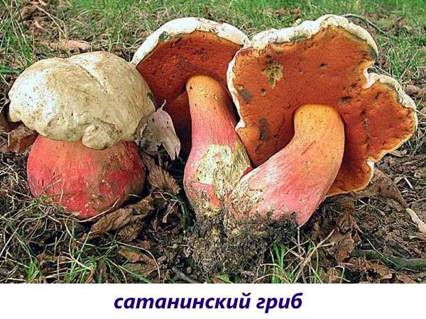 Съедобные грибы – фото и название на вооружение грибнику