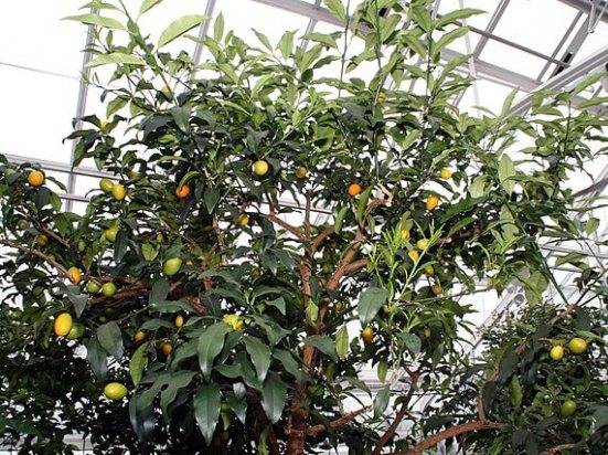 Кумкват: «золотой апельсин» — секреты выращивания в домашних условиях