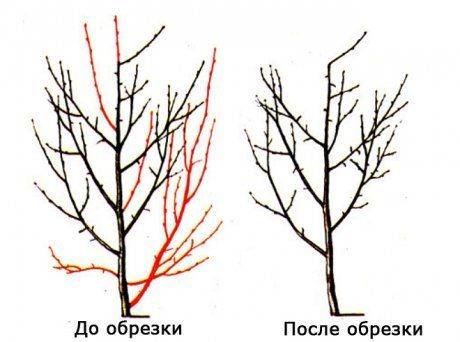 Садовое дерево слива – посадка и уход