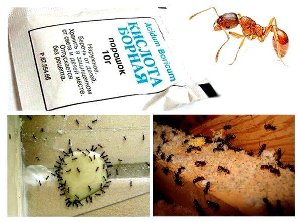 Несколько способов избавиться от муравьев на даче