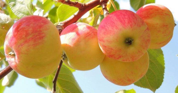 Зимняя яблоня уэлси — чемпион по урожайности и лежкости плодов