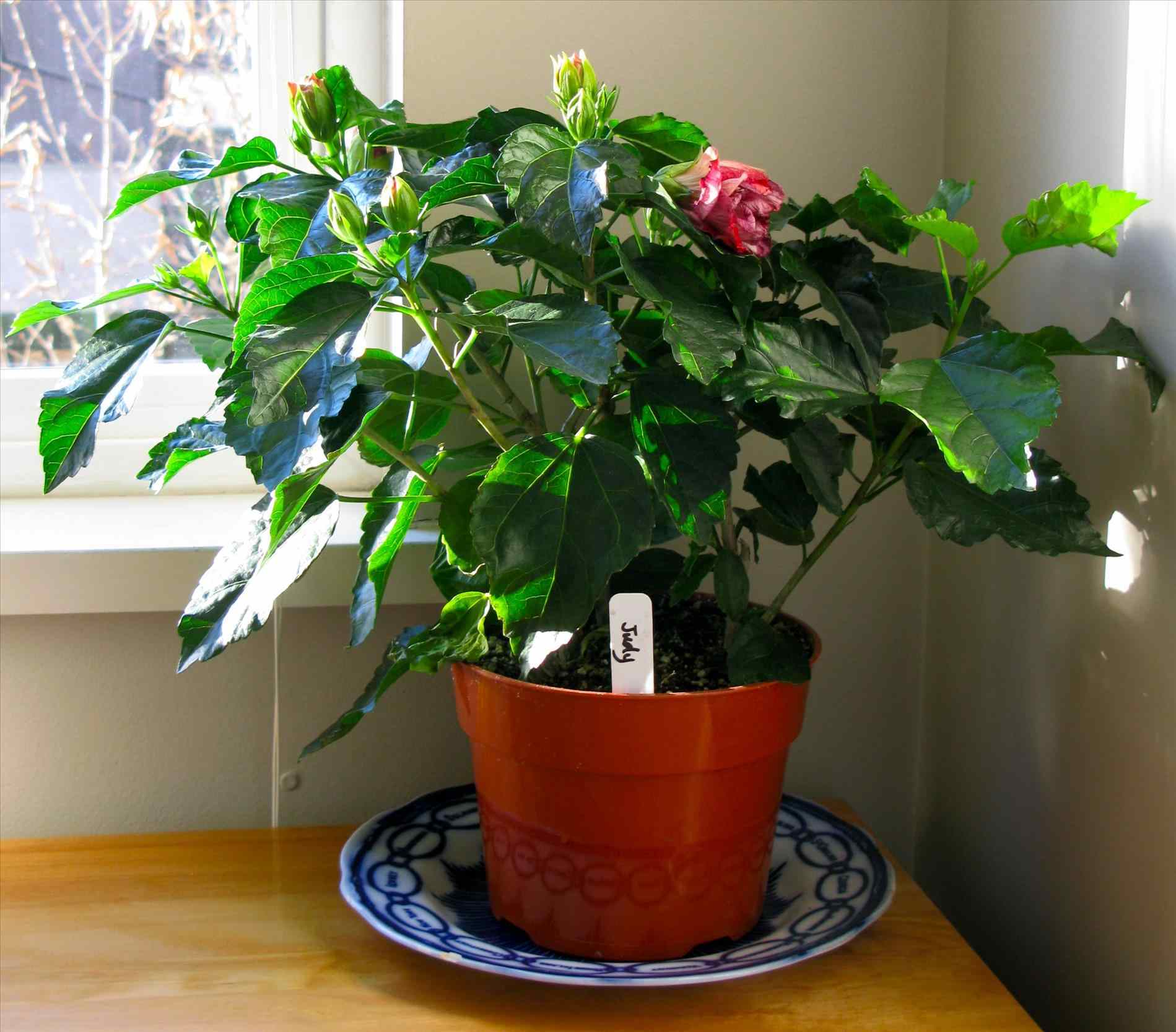 Китайская роза или гибискус комнатный: уход в домашних условиях, период цветения и покоя, особенности посезонного содержания цветка