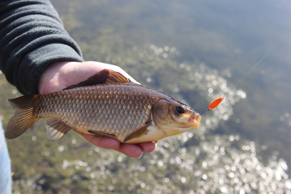 Пруд для разведения рыбы — советы по обустройству водоема и подготовке к зиме, видео