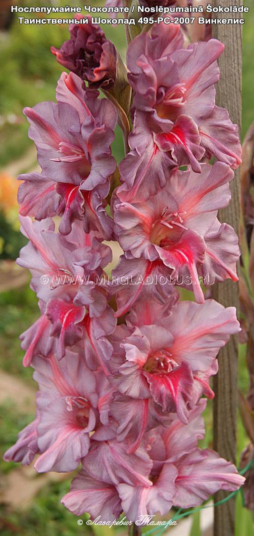 Венерин башмачок крупноцветковый: описание вида, особенности выращивания, видео