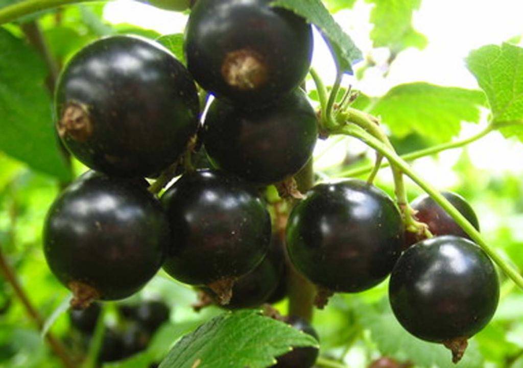 Самый лучший сорт: черная смородина 15 сортов крупноплодные, высокоурожайные