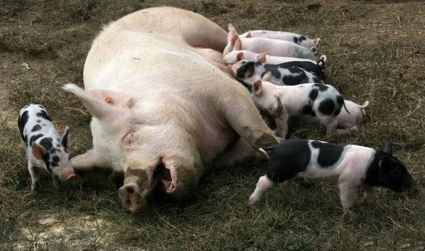 Откорм свиней в домашних условиях: правила откорма, нормирование рациона, особенности питания