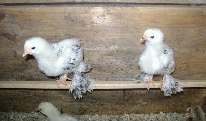 Определение пола цыпленка по форме куриного яйца