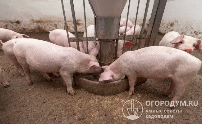 Кормление свиней в домашних условиях: типы кормления, нормы потребления, примерный рацион для быстрого набора массы поросят