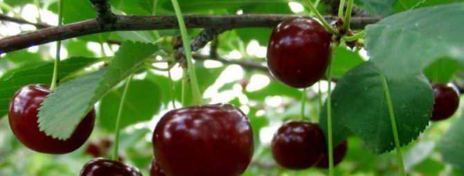 Фото и описание сорта вишни Владимирская