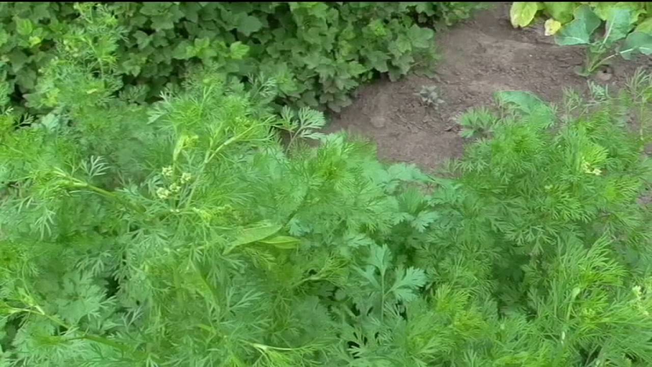 Кориандр: польза и вред травы, как собирать, рецепты