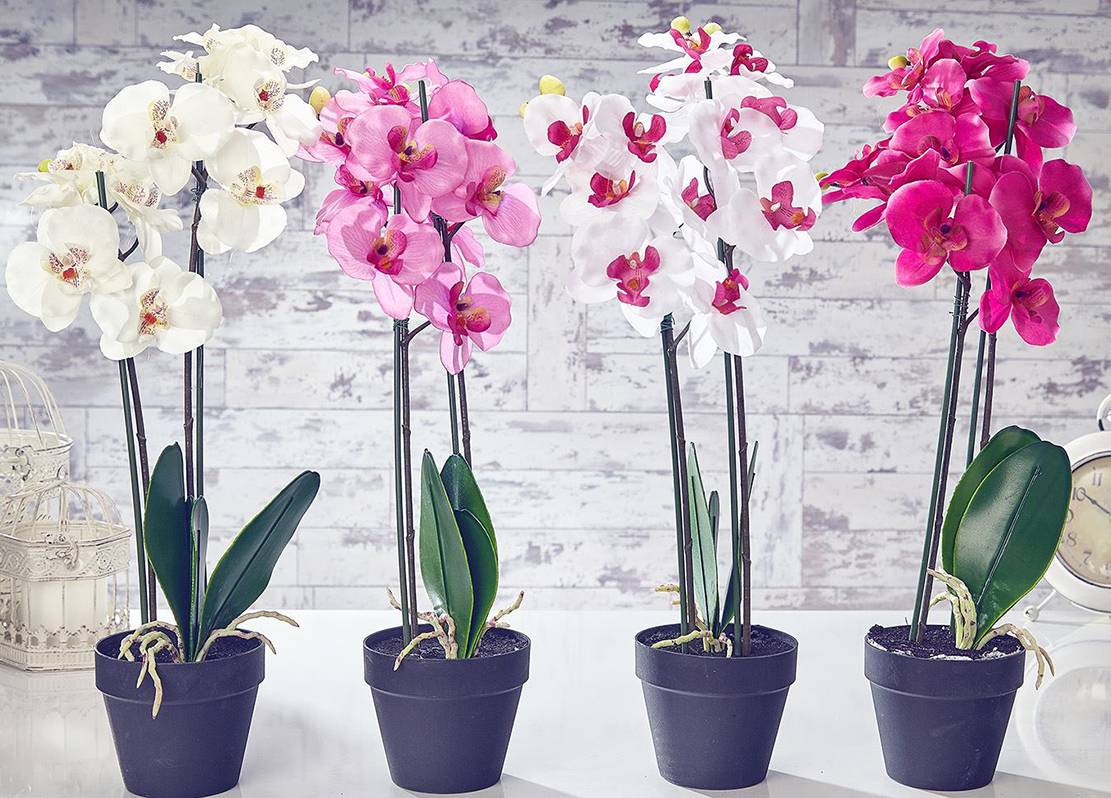 Вянет и не цветет орхидея - срочно меняйте субстрат и пересаживайте
