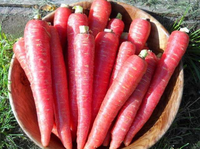 Морковь: польза и вред для организма