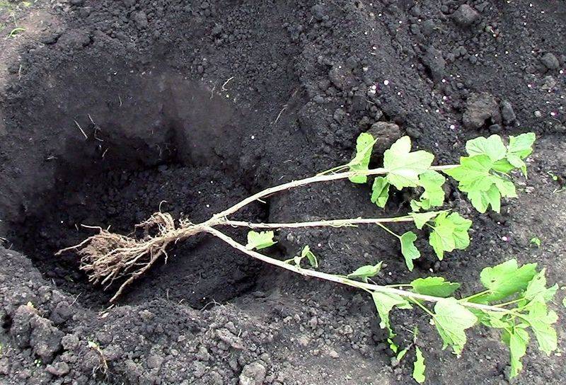 Чем подкормить кусты смородины и крыжовника осенью: подходящие удобрения