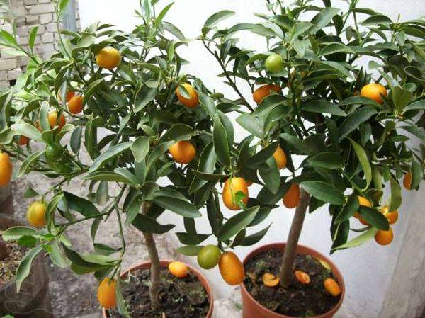 Цитрусовые комнатные растения: виды, особенности выращивания и ухода