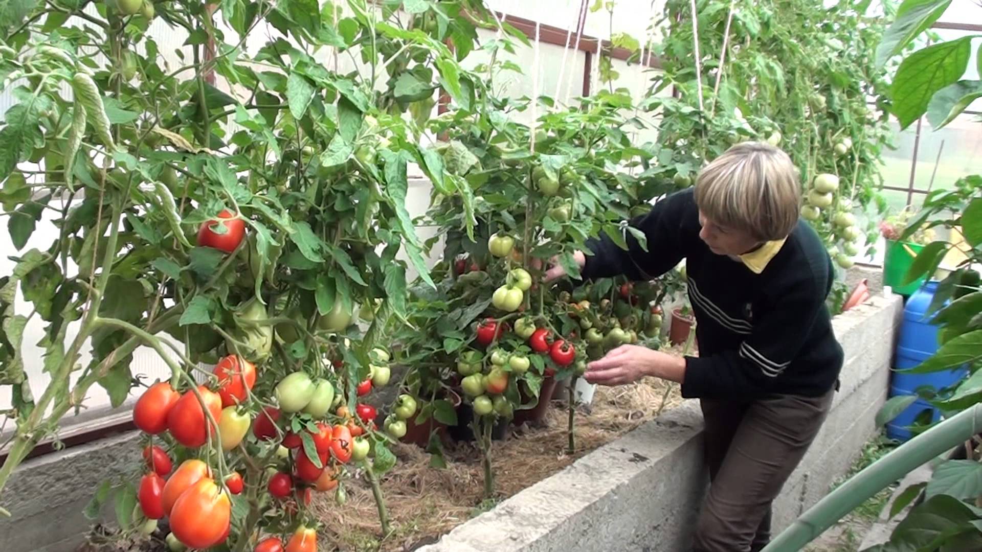 Метод маслова по выращиванию томатов