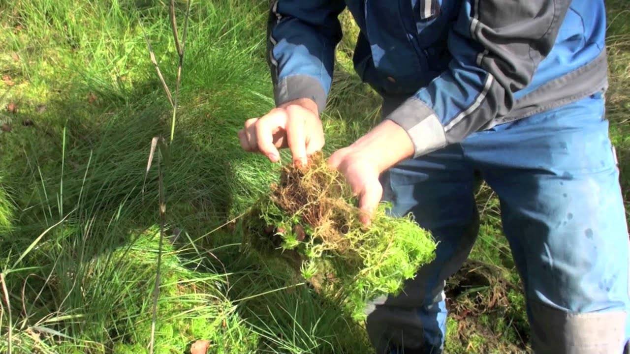 Как хранить мох сфагнум — ценное сырье для цветоводов