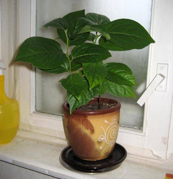 Растение хурма (diospyros) и его выращивание в домашних условиях