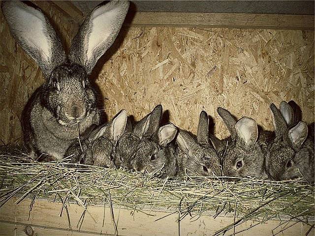 Все о разведение кроликов в ямах: особенности,технология