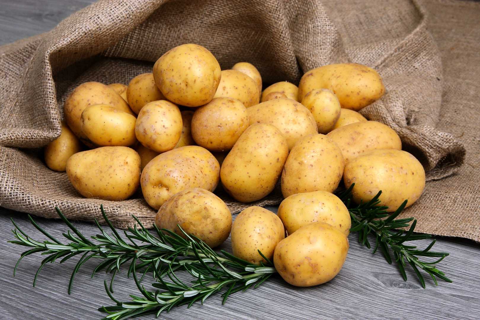 Удобрение для картофеля при посадке: основные правила подбора и внесения