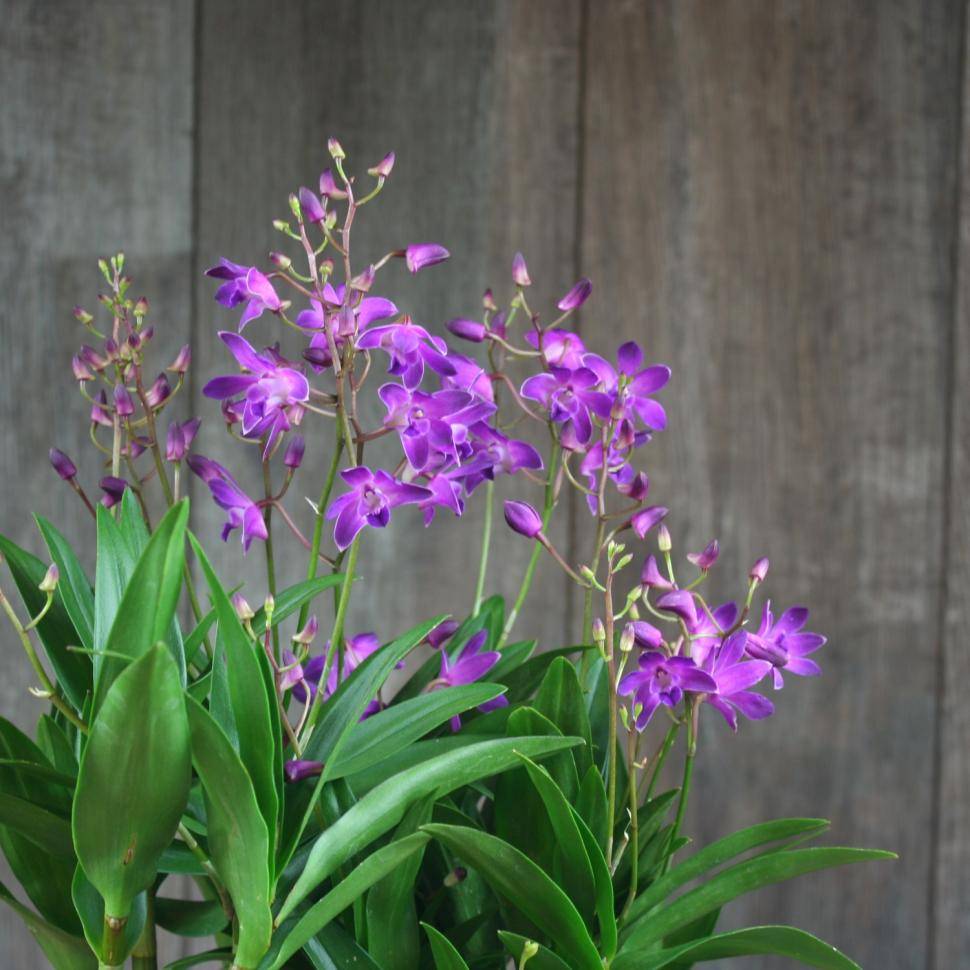 Орхидея dendrobium berry oda: выращивание в домашних условиях