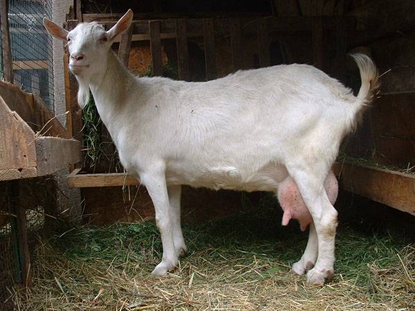 Один из важных этапов козоводства — выбор дойной козы