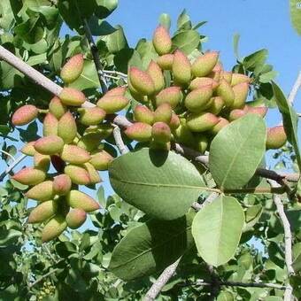 Фисташковое дерево в россии. как вырастить орех в домашних условиях дачи или огорода?