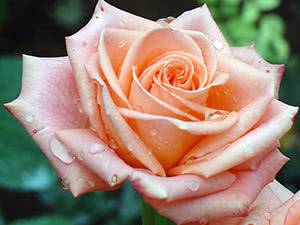 Чайная роза: сорта и виды