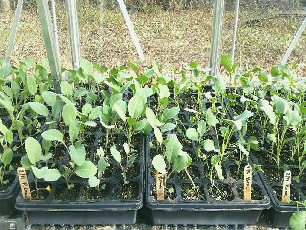 Выращивание капусты в открытом грунте