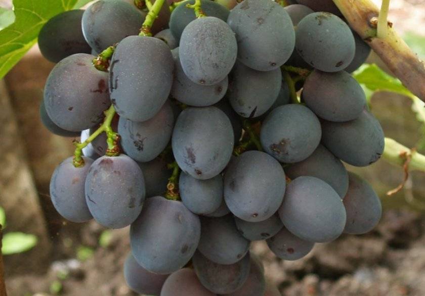 Как укрывать виноград на зиму — готовим виноградник к зимовке