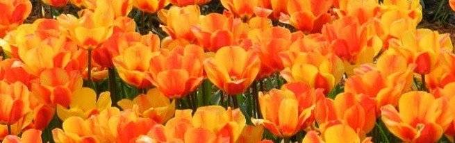 Когда сажать тюльпаны: 4 секрета роскошной клумбы